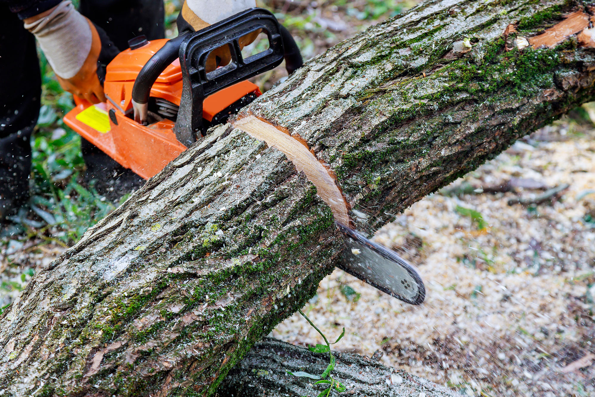 Tree Pruning Clearwater Beach Florida