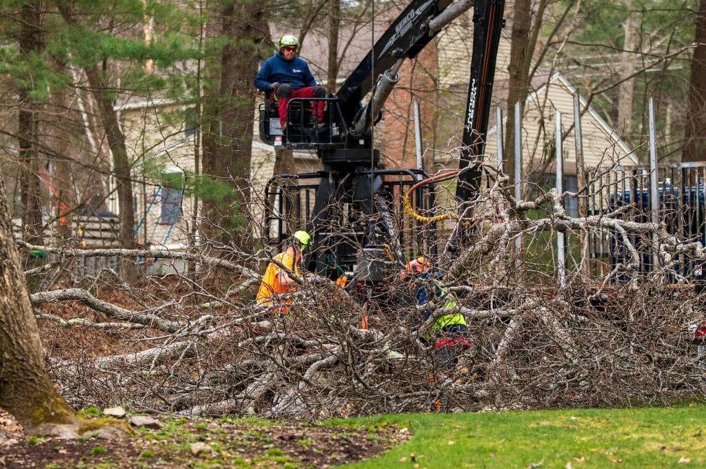 @fname@ in Storm Cleanup Tree Service<br />
