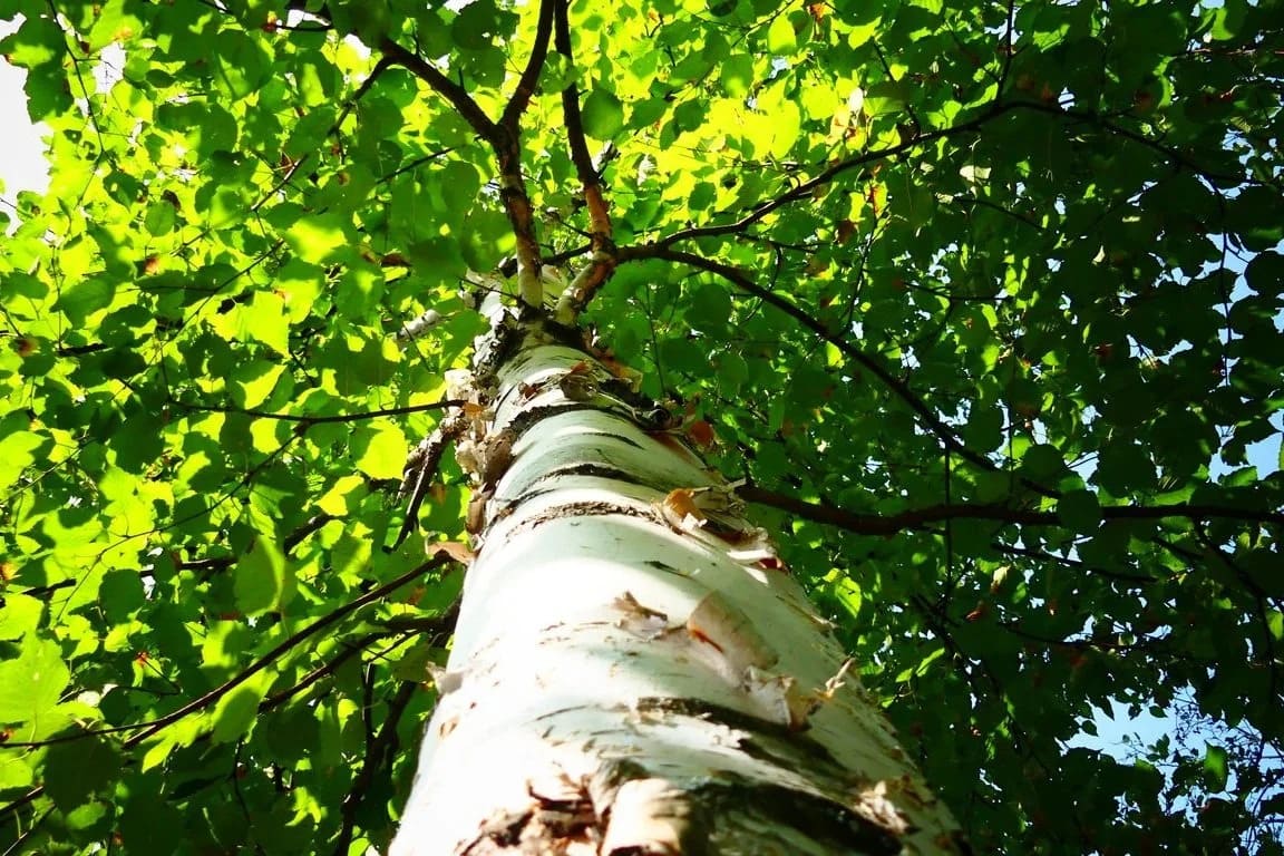 @fname@ in Tree Risk Assessment<br />

