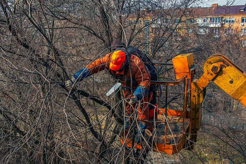 @fname@ in Hazardous Tree Removal<br />
