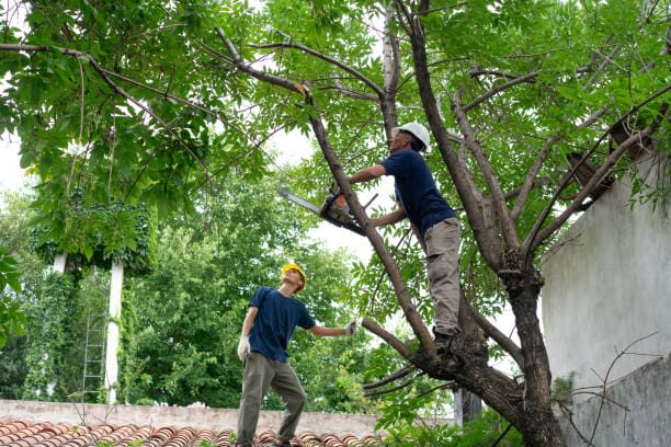@fname@ in Tree Cutting Service</p>
<p>