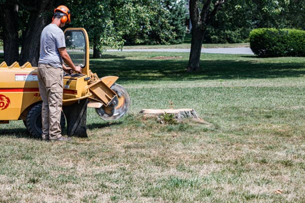 @fname@ in Stump Removal<br />
