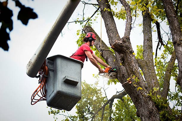 @fname@ in Tree Pruning<br />
