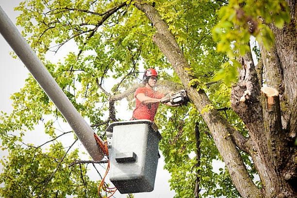@fname@ in Large Tree Removal<br />
