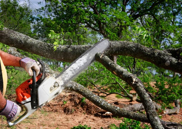 @fname@ in Oak Tree Trimming<br />
