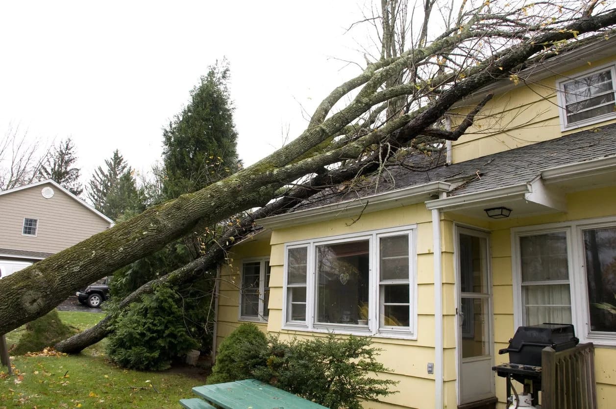 Largo Florida in Storm Damage Tree Removal