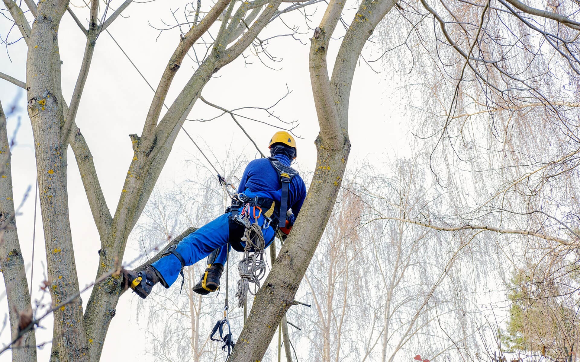 @fname@ in Tree Trimming<br />
